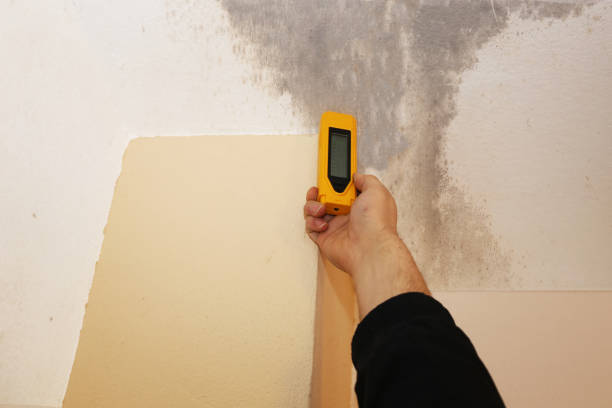 Mold Odor Removal Services in New Brockton, AL