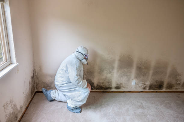 New Brockton, AL Mold Removal Company